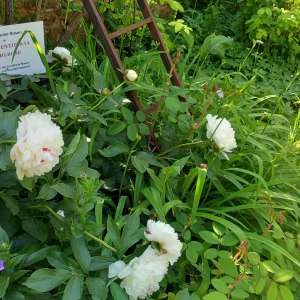 historischer Kräutergarten